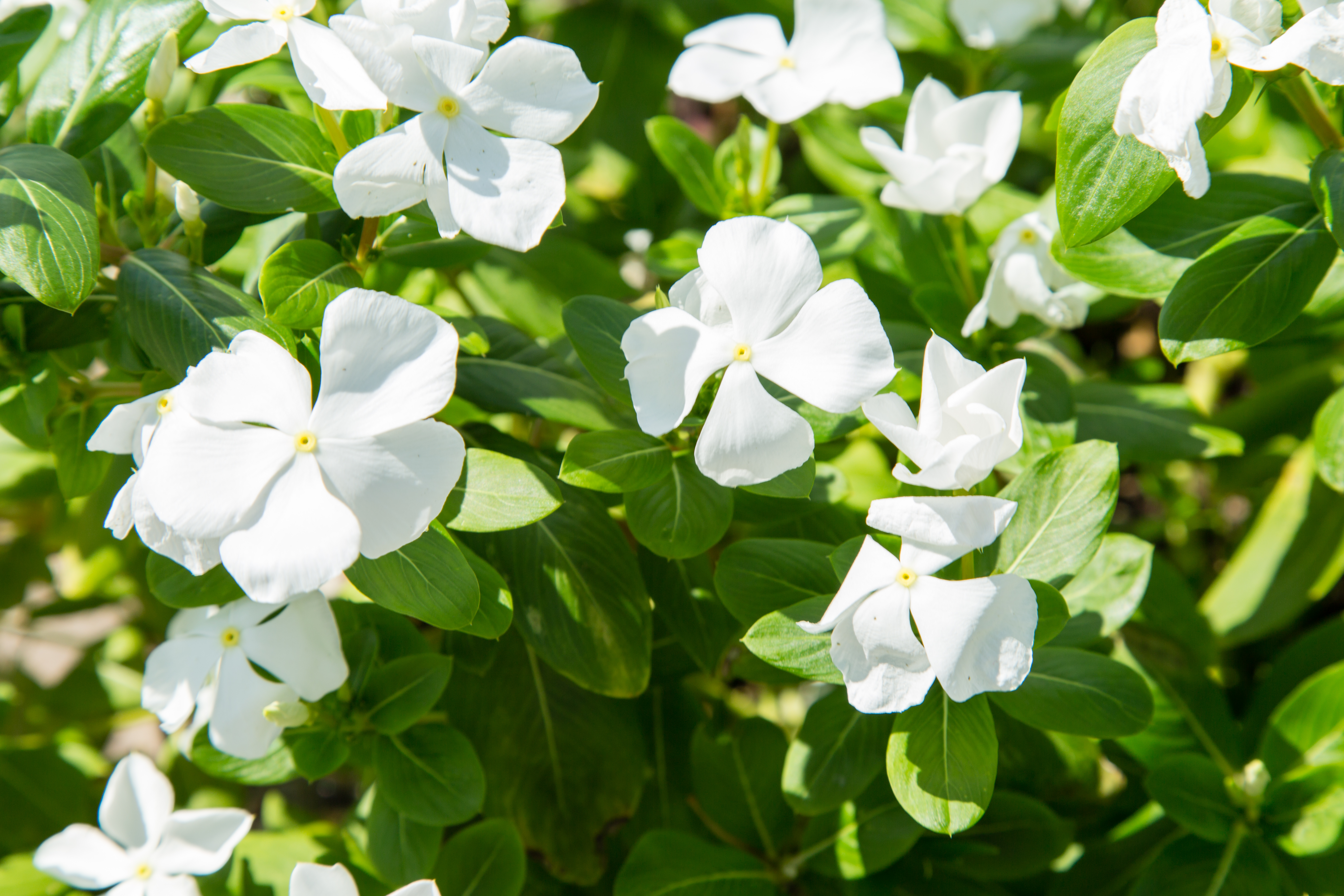 Campus Flowers