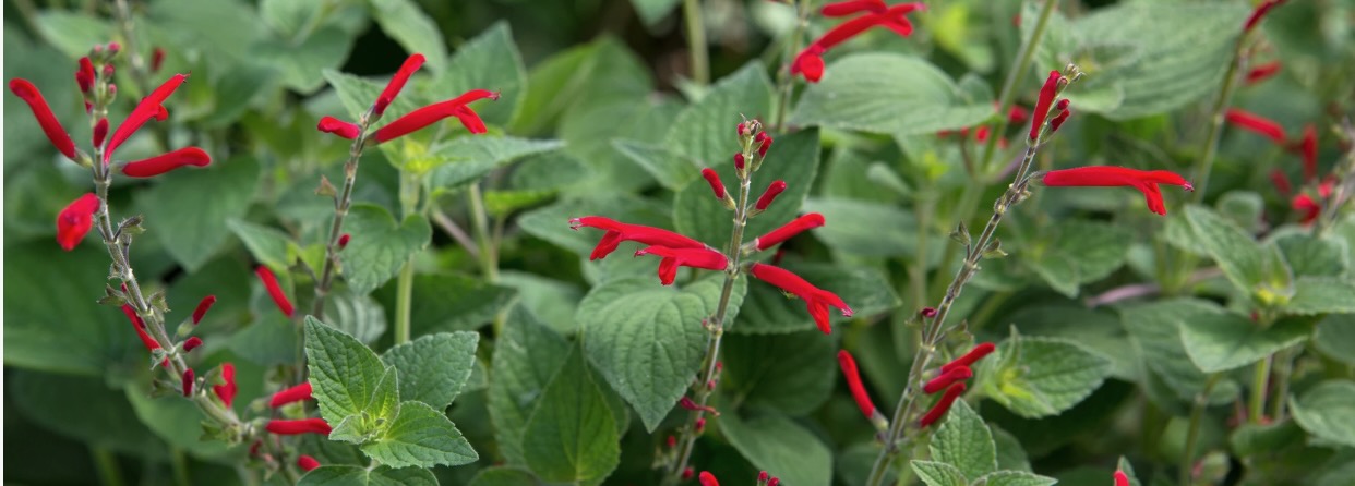 red salvia feature image